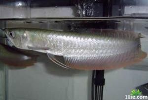 白金龍魚價錢（白金龍魚價格_白金龍魚多少錢一條(銀龍魚多少錢一條）