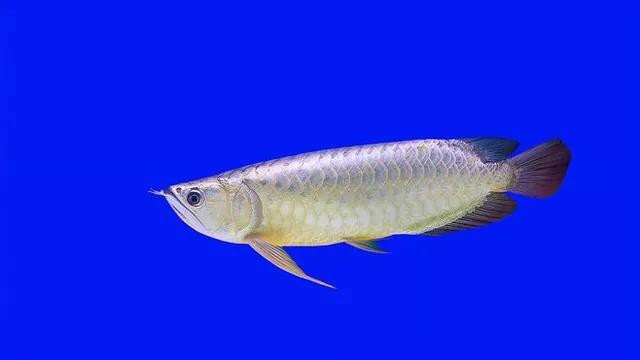 60公分銀龍多少錢(qián)一條 龍魚(yú)論壇 第7張 60公分銀龍多少錢(qián)一條 60公分銀龍多少錢(qián)一條 龍魚(yú)論壇 第7張