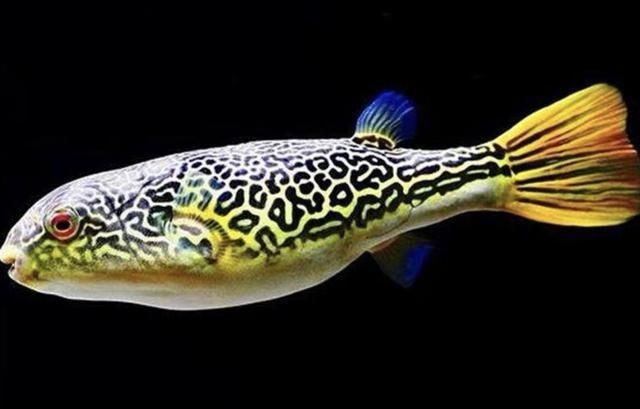皇冠狗頭魚的養護技巧：養護皇冠狗頭魚的技巧