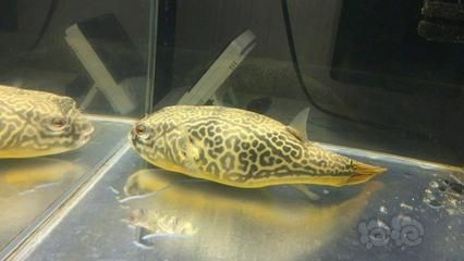 皇冠狗頭魚的養護技巧：養護皇冠狗頭魚的技巧