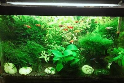 魚缸綠苔最怕三個東西（魚缸綠苔最怕三個東西最怕三個東西）
