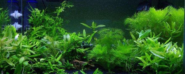 魚缸綠苔最怕三個東西（魚缸綠苔最怕三個東西最怕三個東西）