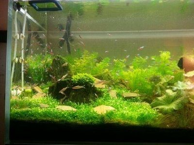 魚缸綠苔最怕三個東西（魚缸綠苔最怕三個東西最怕三個東西）