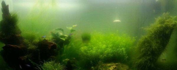 魚缸綠苔最怕三個東西（魚缸綠苔最怕三個東西最怕三個東西）
