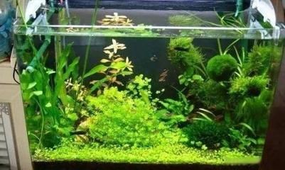 魚缸綠苔最怕三個東西（魚缸綠苔最怕三個東西最怕三個東西）