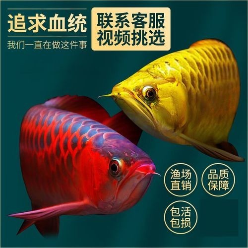 高背金龍魚有藍底嗎圖片大全