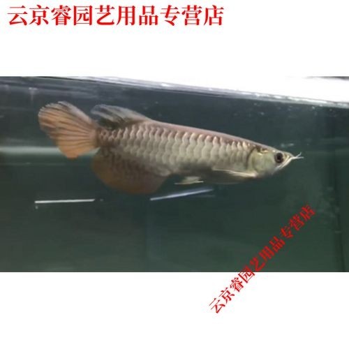 高背金龍魚有藍底嗎圖片大全