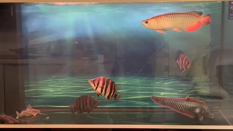 高背金龍魚有藍底嗎圖片大全