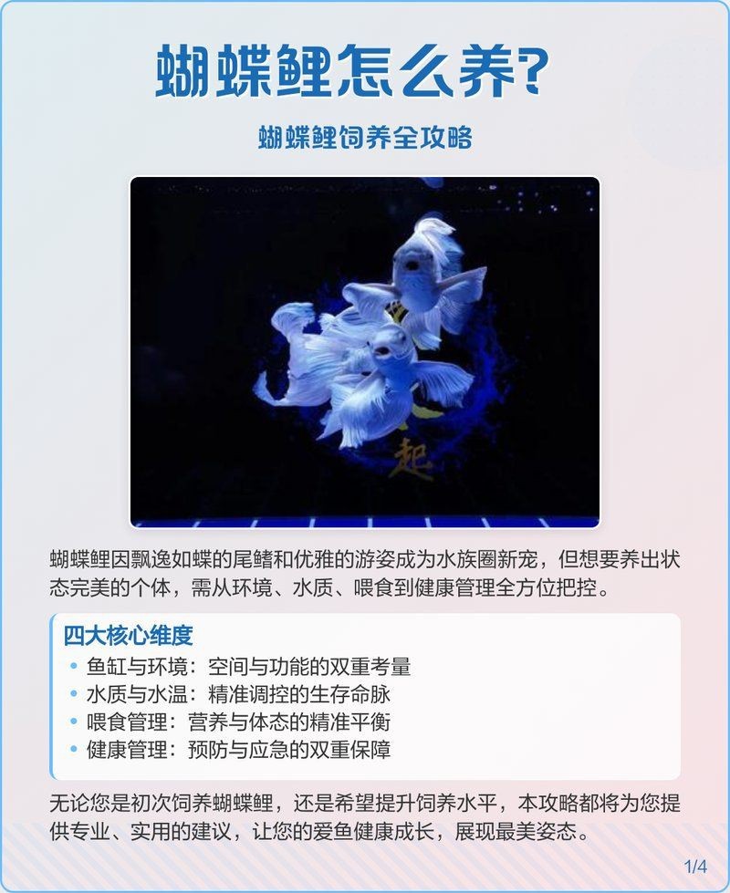 蝴蝶鯉的養殖方法 蝴蝶鯉的養殖方法 龍魚論壇 第3張