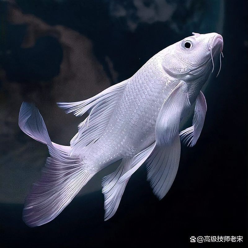 蝴蝶鯉的養殖方法 蝴蝶鯉的養殖方法 龍魚論壇 第5張