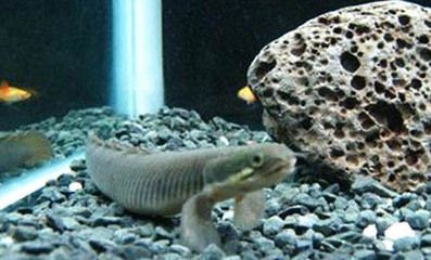 三角恐龍魚長什么樣子，三角恐龍魚是一種淡水觀賞魚，三角恐龍魚的繁殖過程