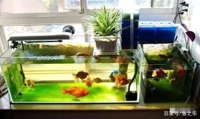 魚缸水渾濁怎么變清快速解決（魚缸水渾濁怎么變清）