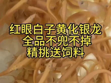 紅眼黃化白子銀龍