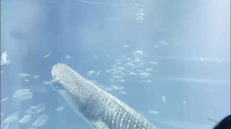 很棒的水族館