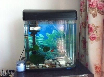 高錳酸鉀、二氧化氯、二氧化氯、鹽水和殺菌燈可以用來消毒：水族箱消毒的基本原理