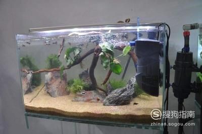 龍魚趴缸底不吃食了怎么辦:龍魚趴缸底不吃食了怎么辦, 龍魚百科 第2張 龍魚趴缸底不吃食了怎么辦:龍魚趴缸底不吃食了怎么辦, 龍魚趴缸底不吃食了怎么辦:龍魚趴缸底不吃食了怎么辦, 龍魚百科 第2張