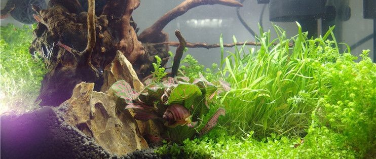 樹凈魚缸怎么樣：樹凈魚缸品牌推薦