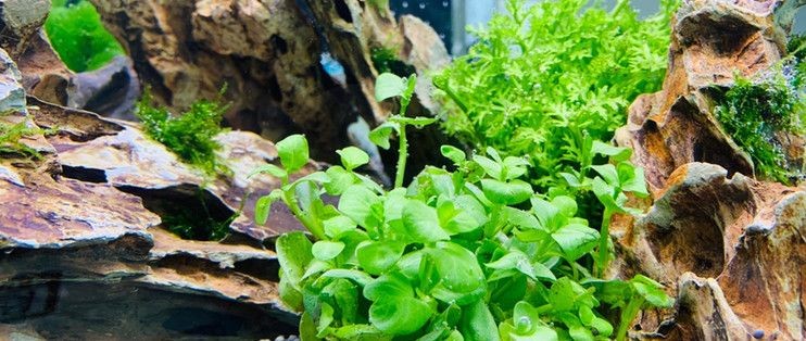 樹凈魚缸怎么樣：樹凈魚缸品牌推薦