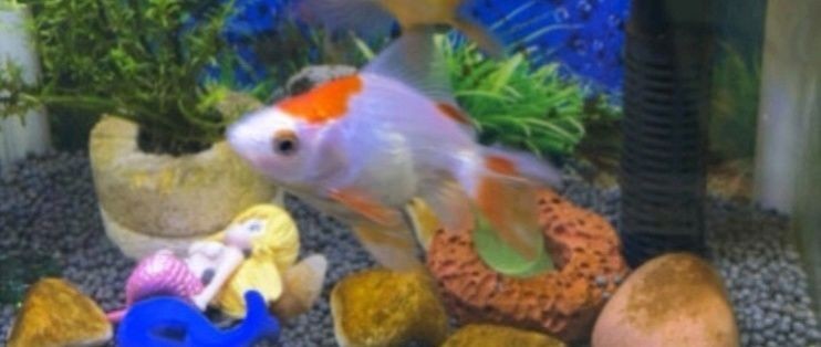 凡媽魚缸：“凡媽魚缸”的日常維護和管理策略魚缸水質管理策略