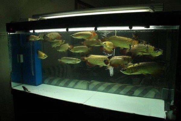 凡媽魚缸：“凡媽魚缸”的日常維護和管理策略魚缸水質管理策略