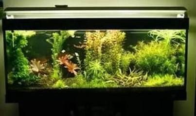除魚缸壁綠藻，魚缸壁綠藻過多的危害有哪些魚缸壁綠藻過多的危害有哪些