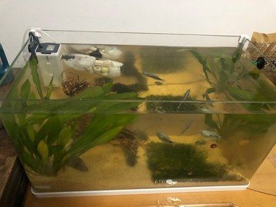 除魚缸壁綠藻，魚缸壁綠藻過多的危害有哪些魚缸壁綠藻過多的危害有哪些