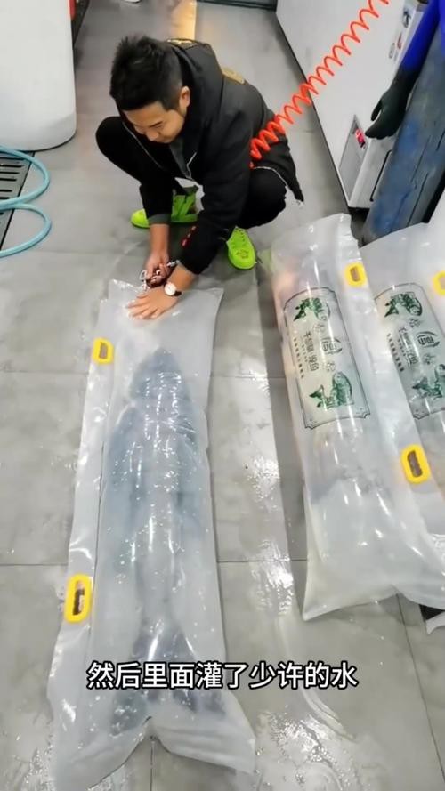 杭州龍魚打包公司