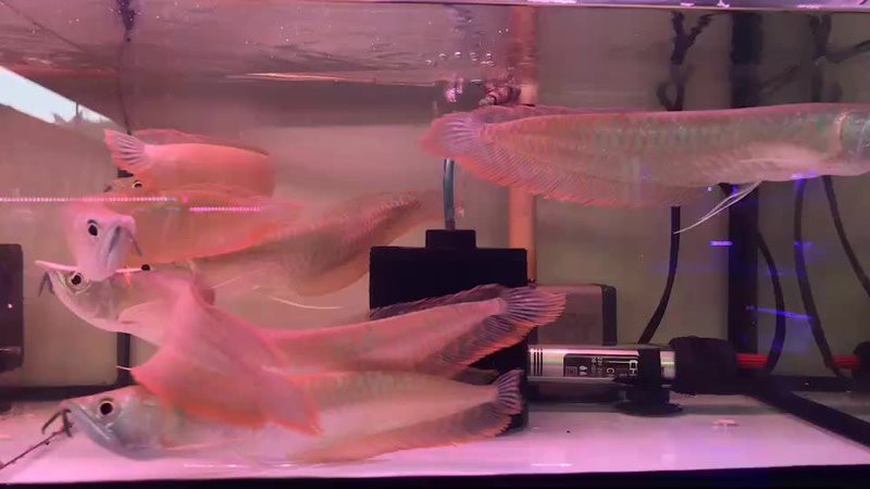 杭州龍魚打包公司