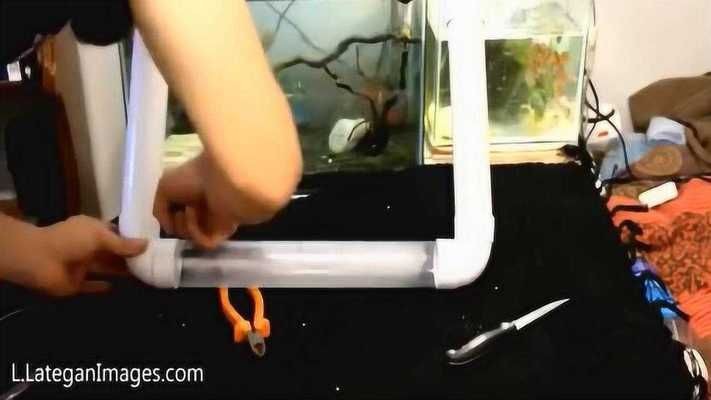 黑皖魚花鰱活體魚苗