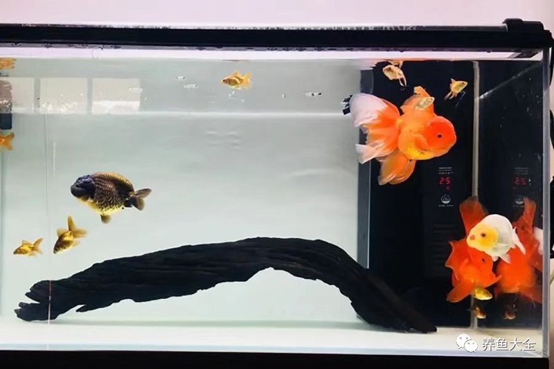最簡(jiǎn)單的養(yǎng)金魚(yú)方法