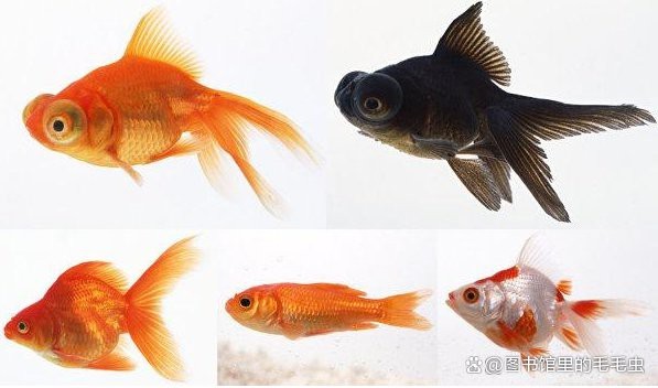 最簡(jiǎn)單的養(yǎng)金魚(yú)方法
