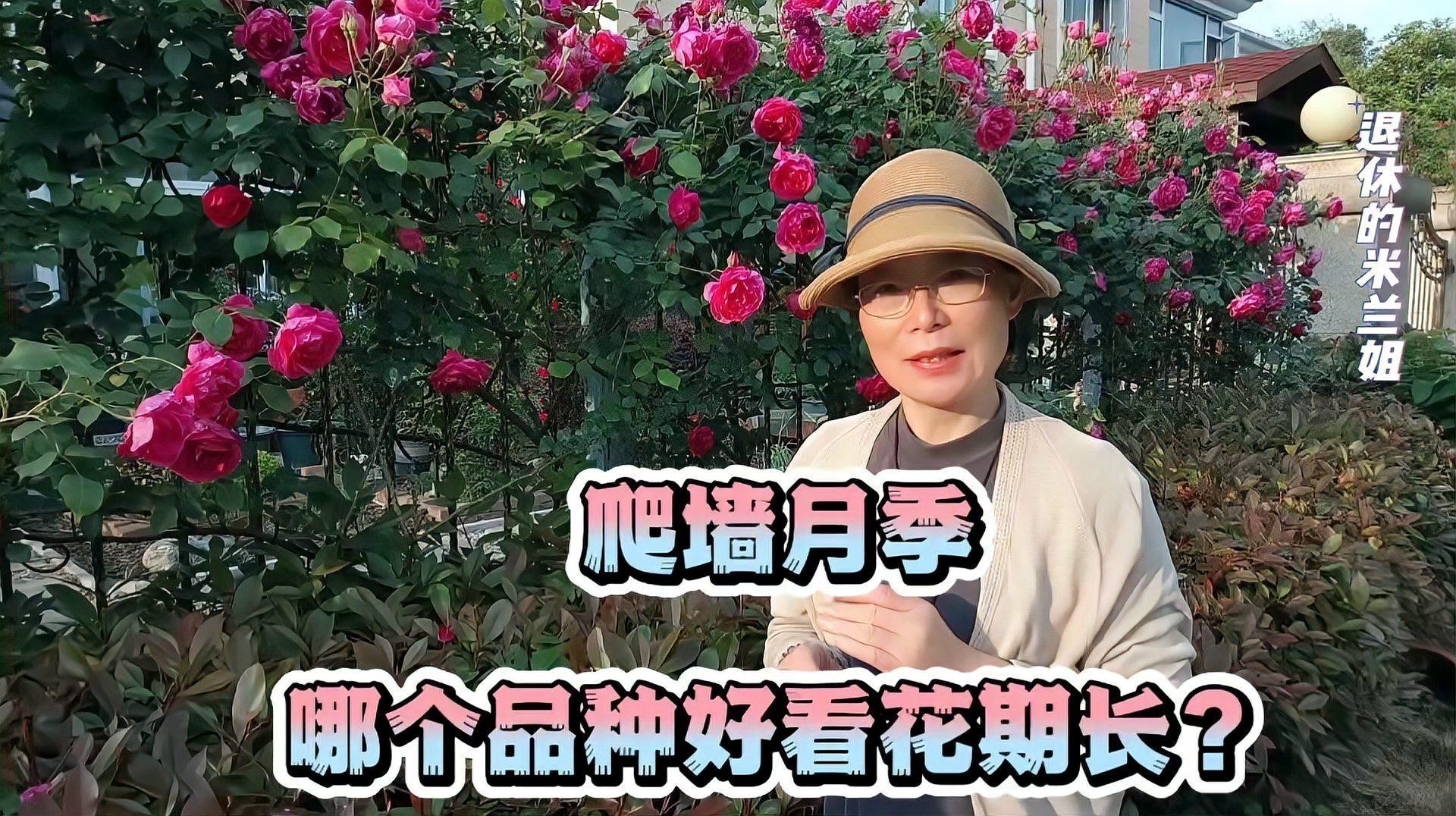 爬藤月季最建議買的三個品種