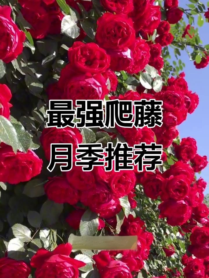 爬藤月季最建議買的三個品種