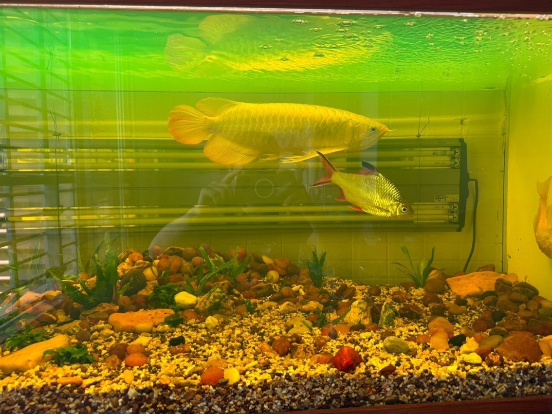 狙擊殺手 60CM 雷澤水庭