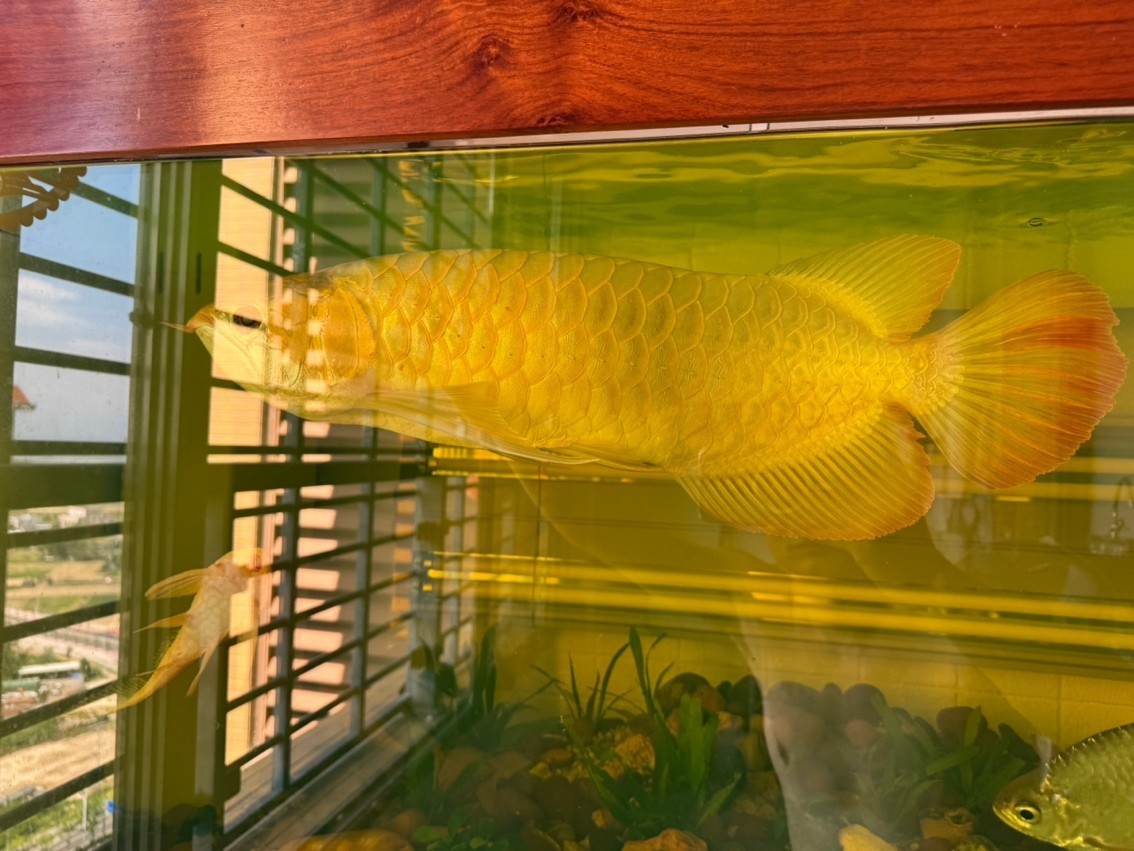 狙擊殺手 60CM 雷澤水庭