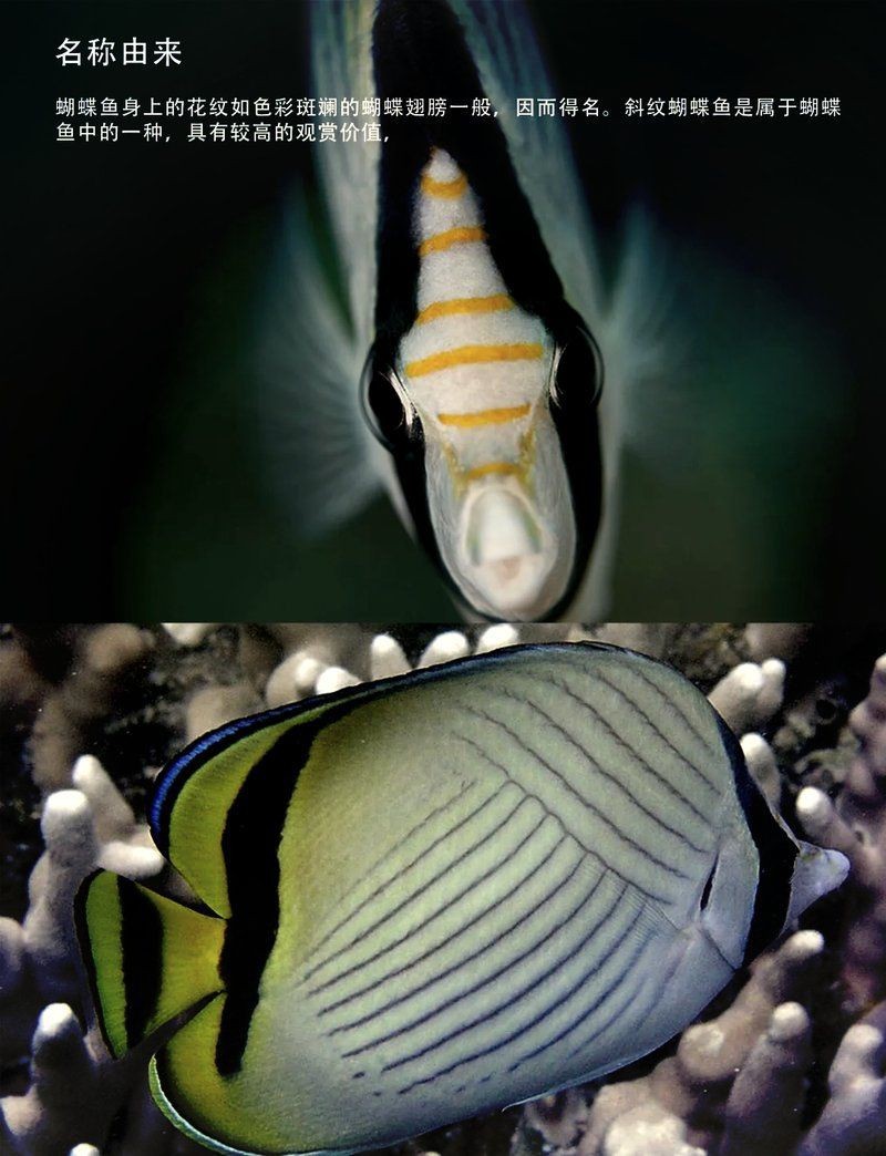蝴蝶魚寓意