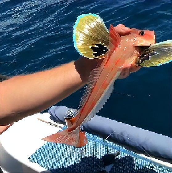 蝴蝶魚寓意
