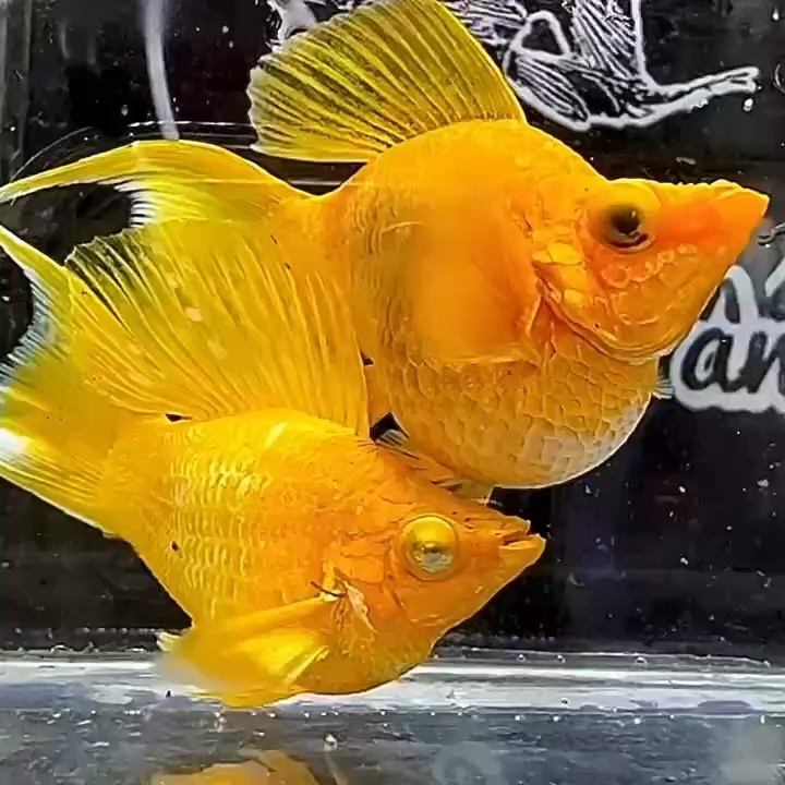 鉆石眼黃金瑪麗#孔雀魚#瑪麗魚