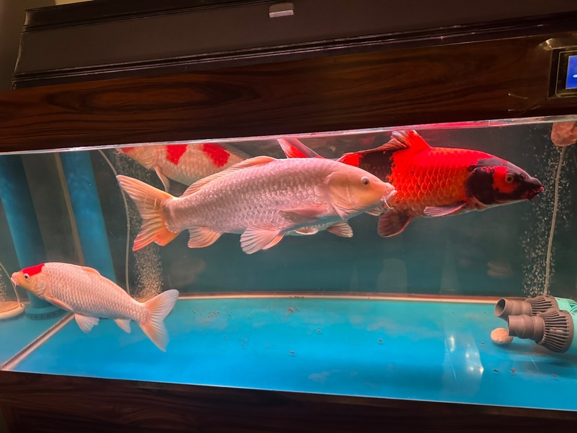 賽罕區魚樂圓水族館（魚樂園水族館）