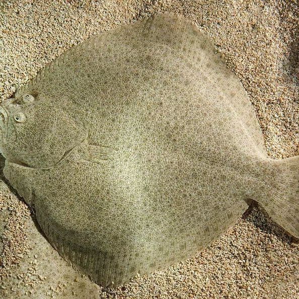 鰈魚的品種大全