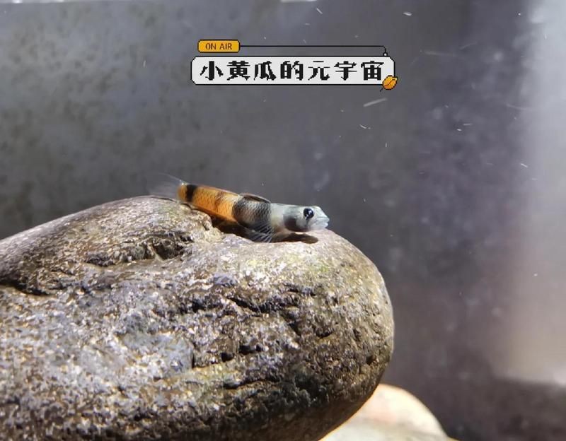 虎魚黑了最快恢復方法