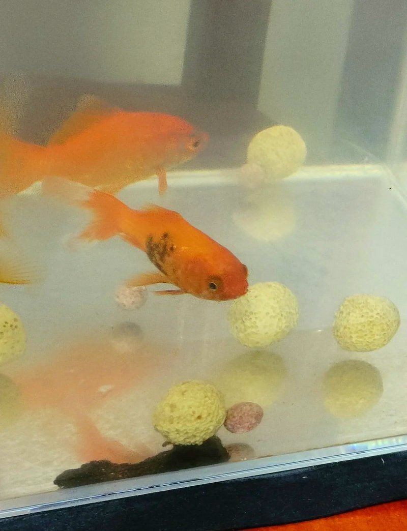 虎魚黑了最快恢復方法