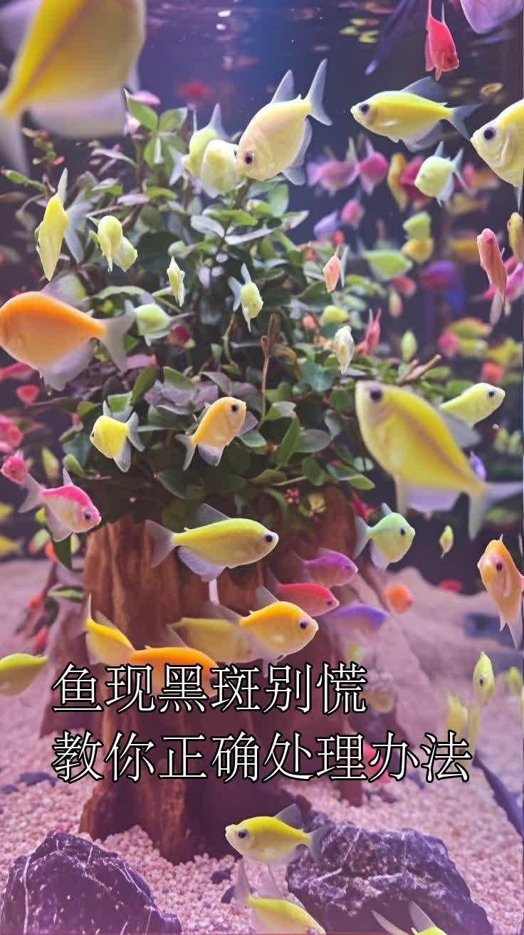 虎魚黑了最快恢復方法