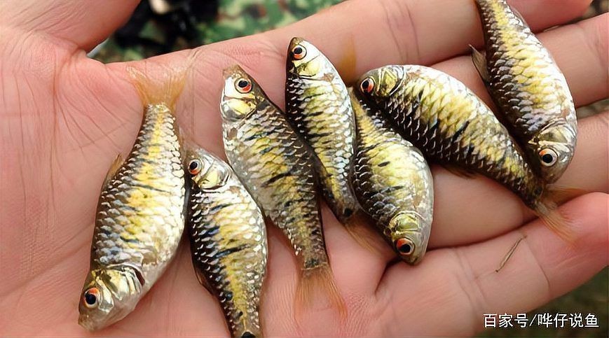 罕見觀賞魚種類大全