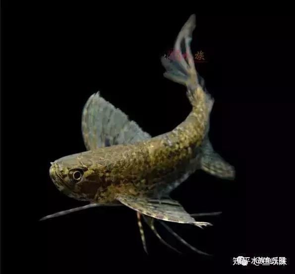 罕見觀賞魚種類大全