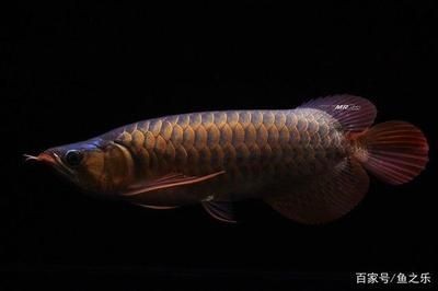 養龍魚水深：養龍魚時應該選擇合適的水深范圍，促進龍魚健康成長