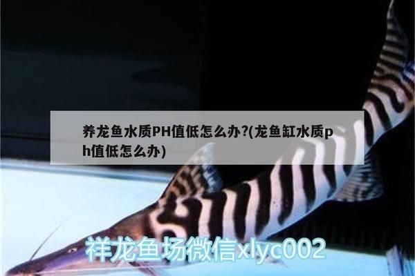 龍魚缸ph值低怎么辦：如何自然提高魚缸ph值，ph調(diào)節(jié)劑使用注意事項(xiàng)，龍魚缸水質(zhì)維護(hù)技巧