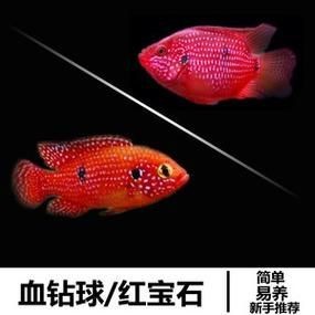 金龍魚幼苗應該吃什么食物，金龍魚幼苗喂食指南