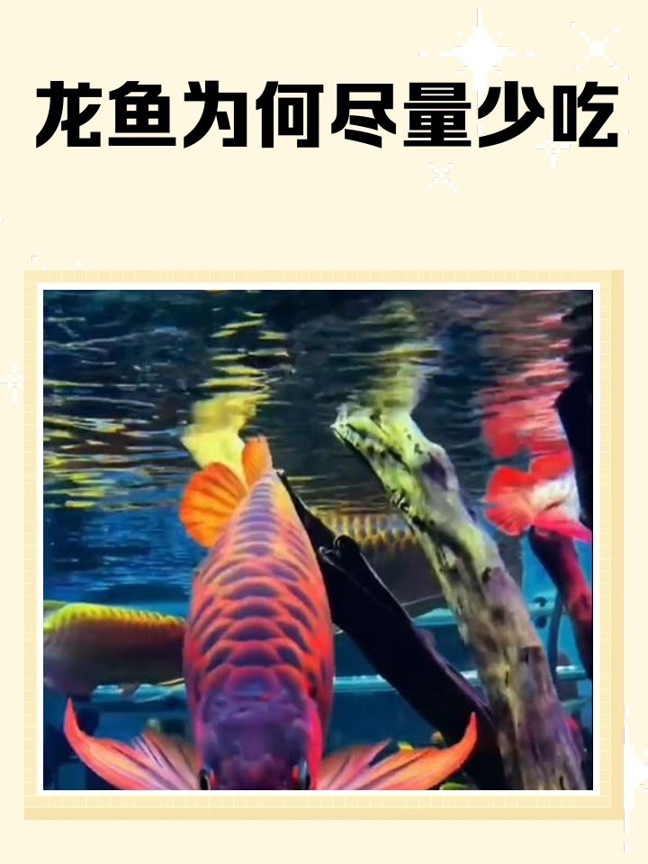 家里魚缸養(yǎng)什么魚比較好（家里魚缸養(yǎng)什么魚比較好養(yǎng)活）（家庭養(yǎng)什么魚比較好）