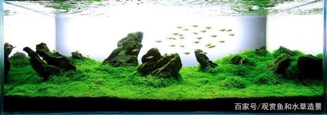防止魚缸藻類滋生的方法：如何防止魚缸藻類滋生